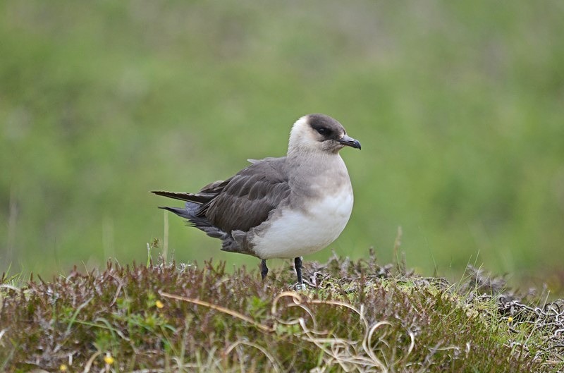 Arctic Skua - Skuas and shearwaters