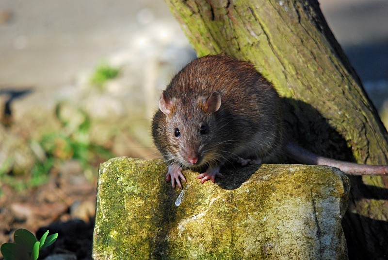 Brown Rat - Other mammals