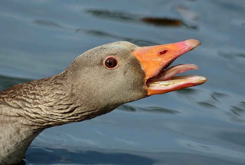 Greylag Goose - Grey geese