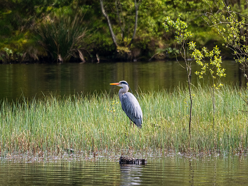 Grey Heron - Latest photos