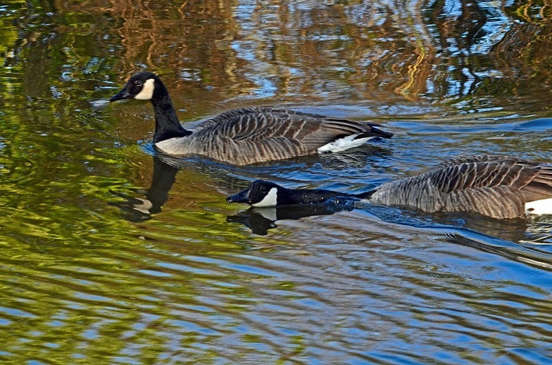 Canada Goose - Black geese
