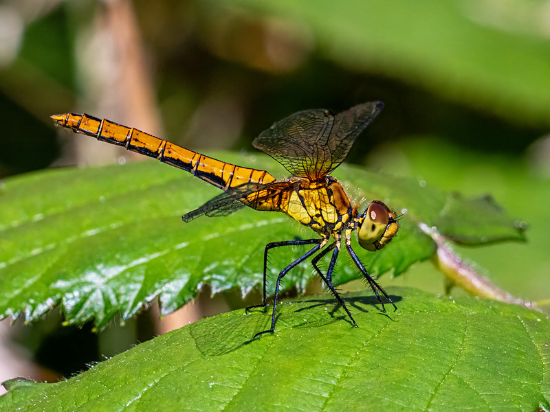 Ruddy Darter - Latest photos