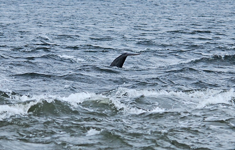 Bottlenose Dolphin - Whales and dolphins