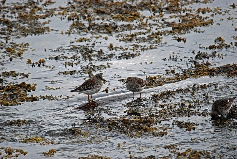 Purple Sandpipers - North Finland and north Norway - May and June 2009