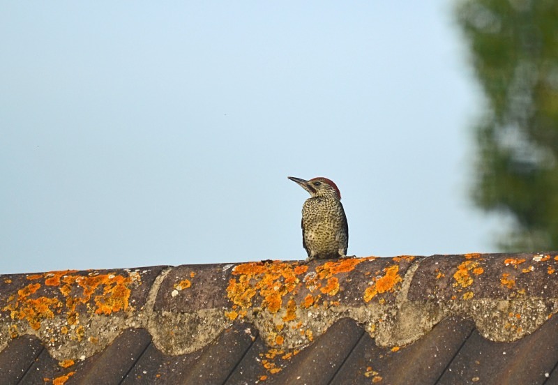 Green Woodpecker - Woodpeckers
