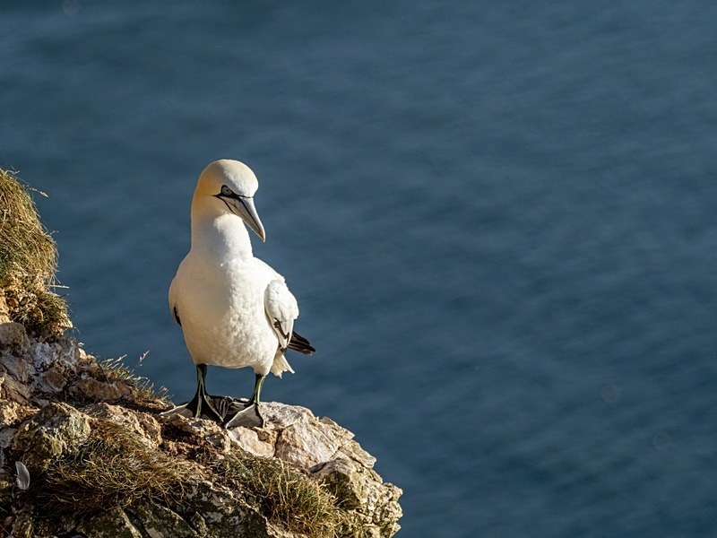 Gannet - Gannets