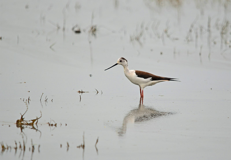 Black-winged Stilts - East Macedonia and Thrace