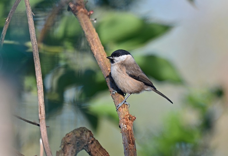 Marsh Tit - Tits