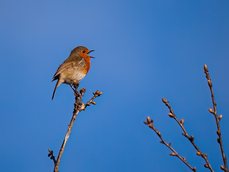 Robin - Robins