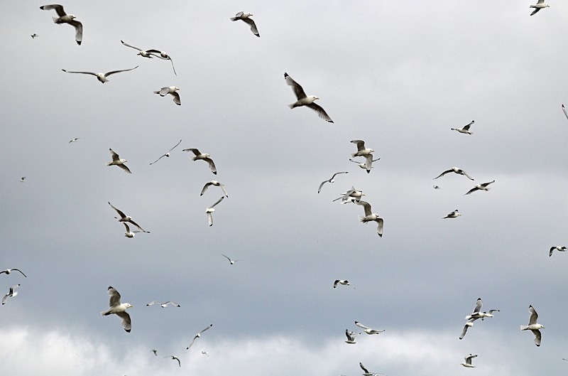 Kittiwakes - North Norway