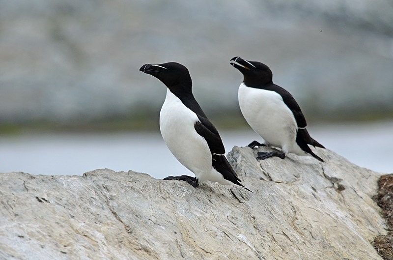 Razorbills