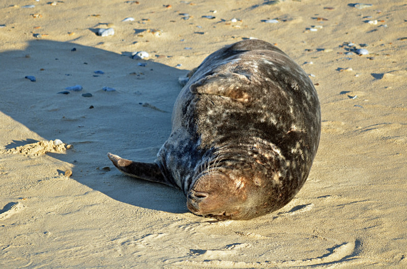 Atlantic Grey Seal - Atlantic Grey Seals
