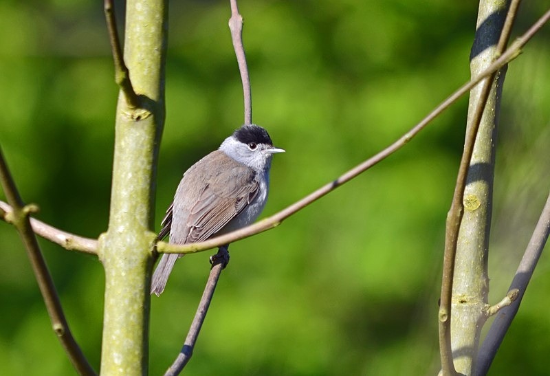 Blackcap - Warblers