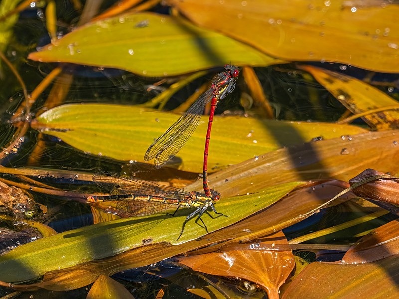 Large Red Damselflies - Dragonflies and damselflies