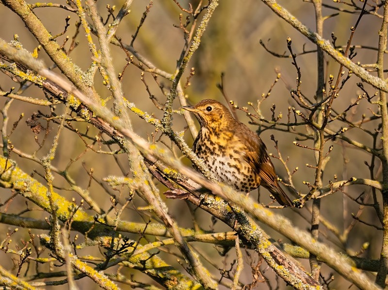 Song Thrush - Thrushes