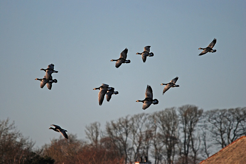 Barnacle Geese - Black geese