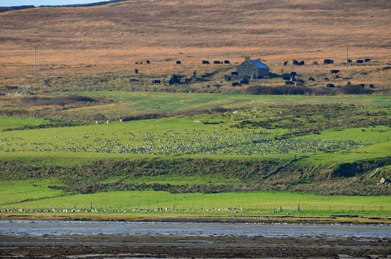 Loch Gruinart, Islay, Argyll - Sea and sand