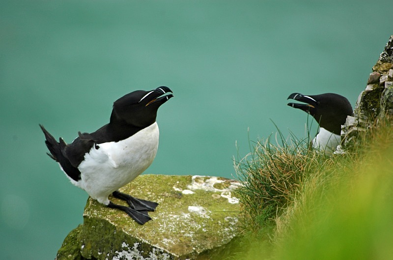Razorbills - Auks