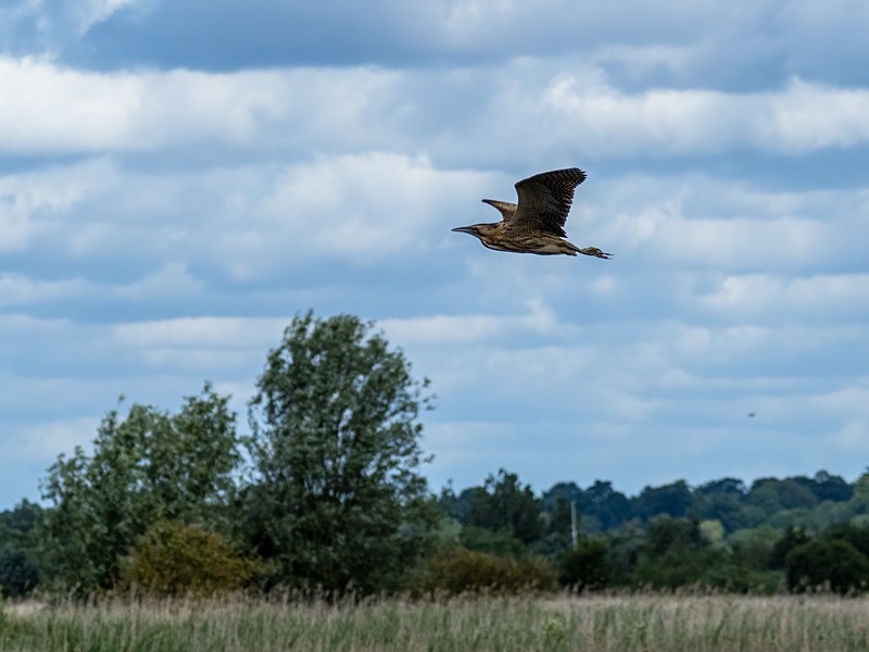 Bittern - Herons and egrets