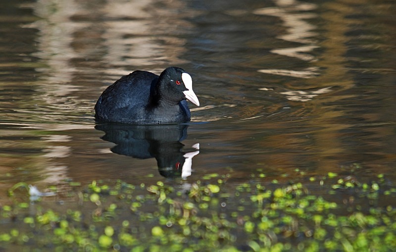 Coot - Crakes and rails
