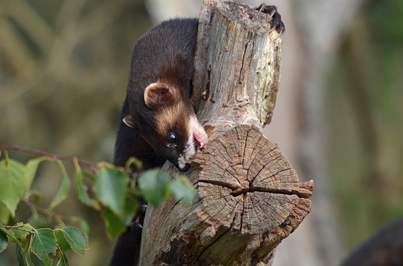 Polecat - Polecat
