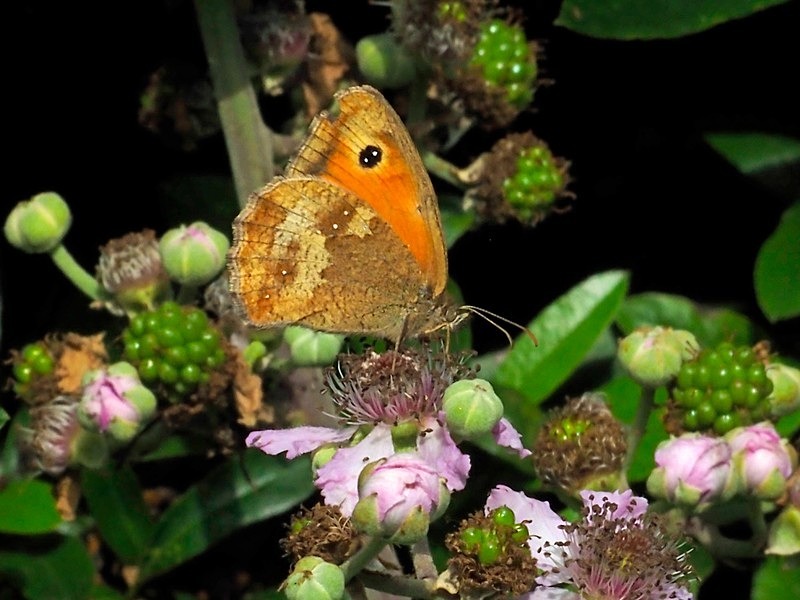 Gatekeeper - Butterflies
