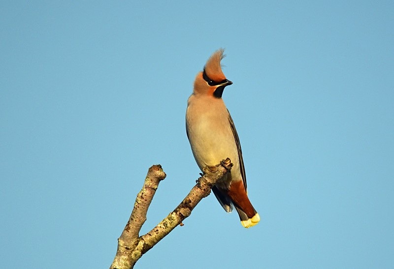 Waxwing - Waxwings