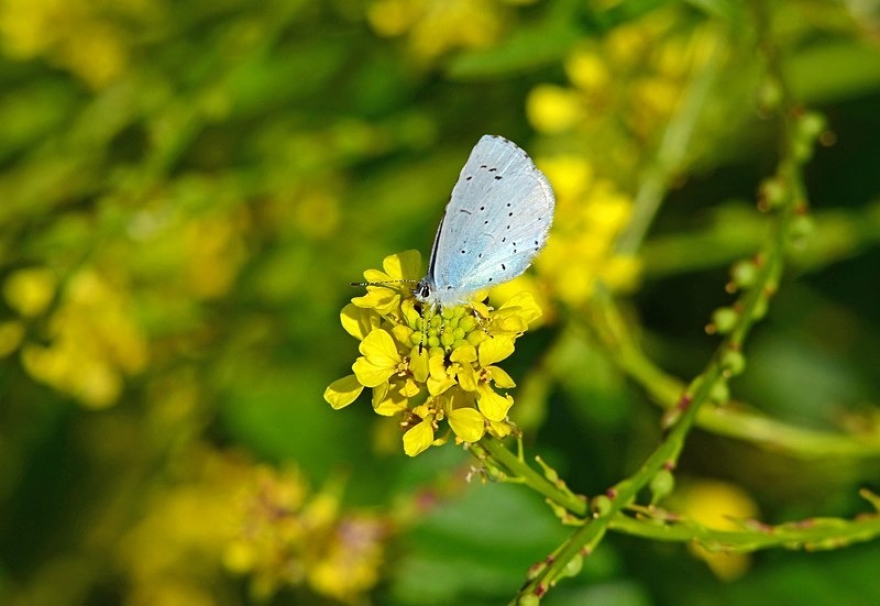 Holly Blue - Butterflies