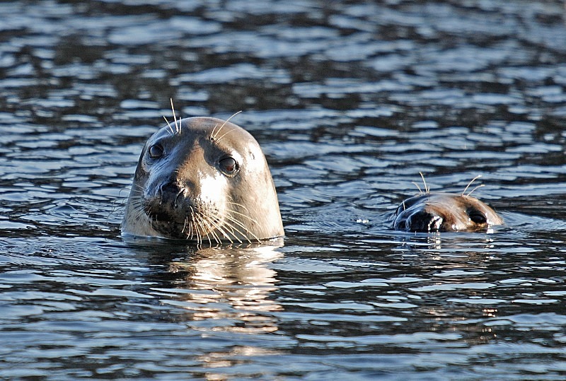 Atlantic Grey Seal - Atlantic Grey Seals