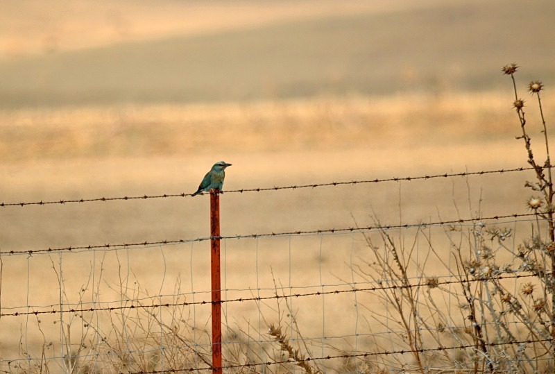 Roller - South Spain - September 2013