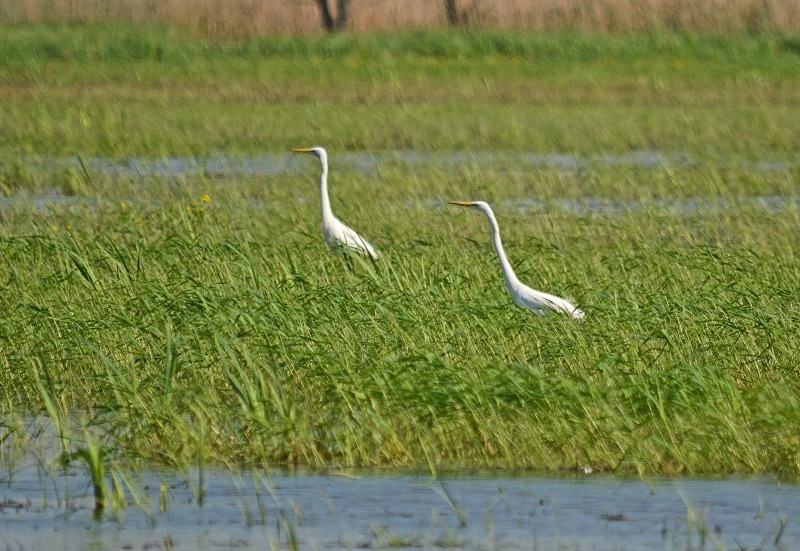 Great White Egrets - North east Poland - May 2013