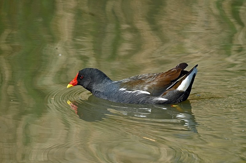 Moorhen - Crakes and rails