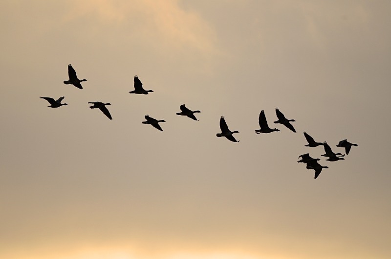 Pink-footed Geese - Grey geese