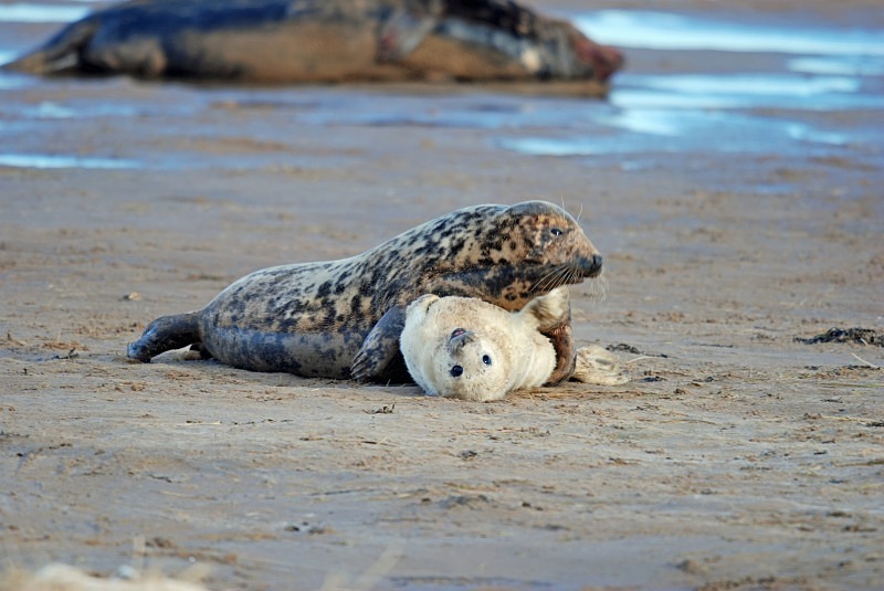 Atlantic Grey Seal - Atlantic Grey Seals
