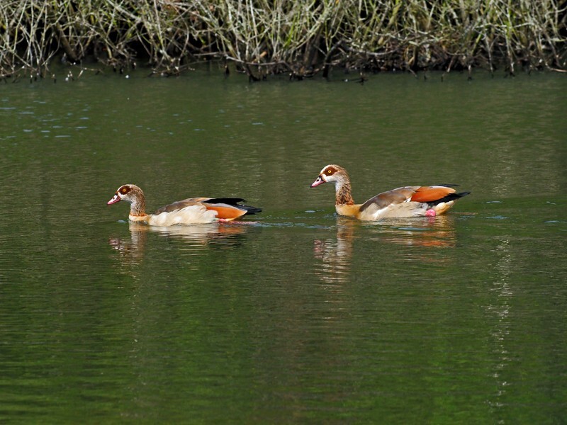Egyptian Geese - Grey geese