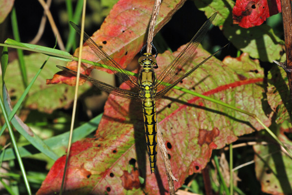Black-tailed Skimmer - Dragonflies and damselflies