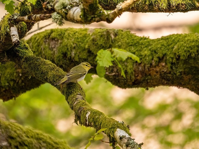 Wood Warbler - Warblers