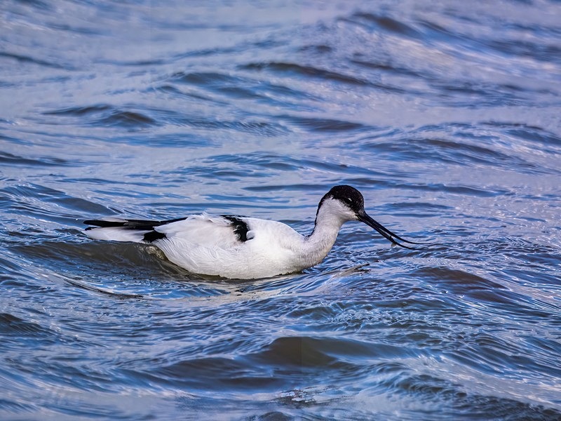 Avocet - Avocets and stilts