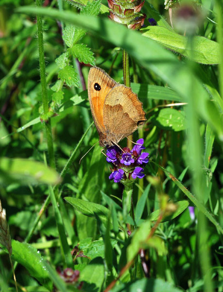 Meadow Brown - Butterflies