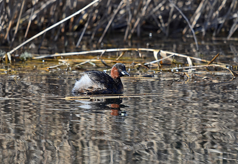 Little Grebe - Grebes