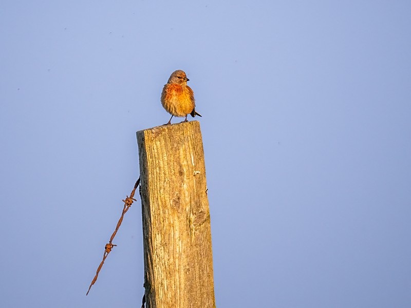 Linnet - Finches