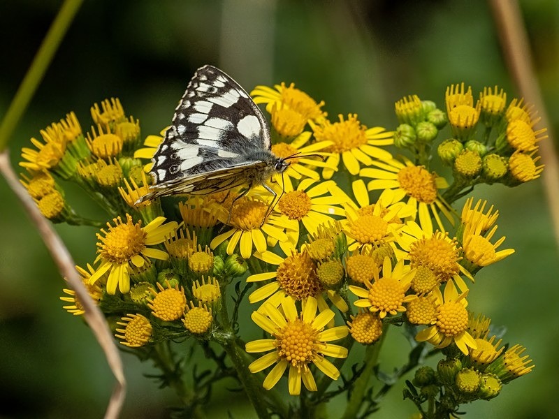Marbled White - Butterflies