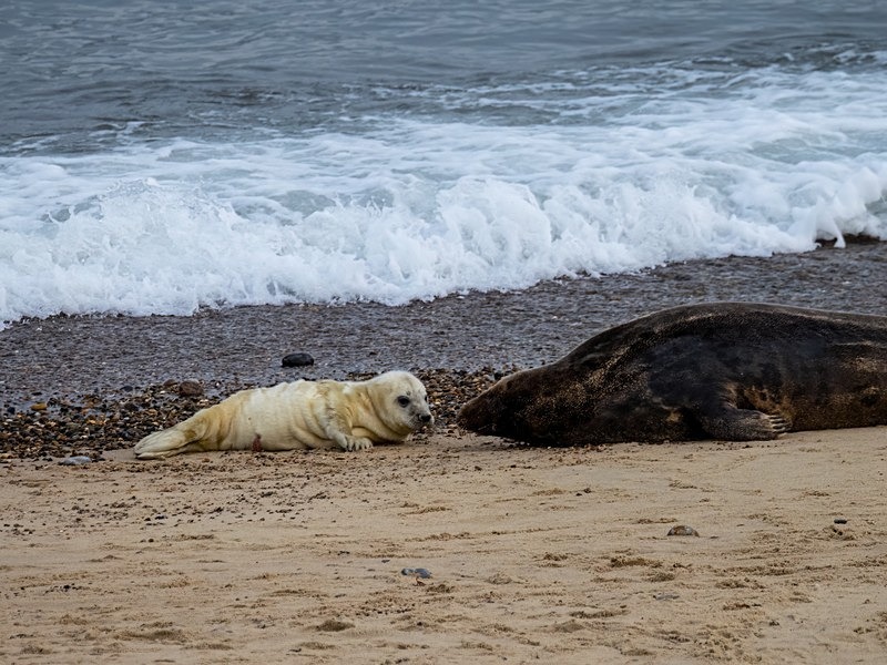 Atlantic Grey Seal - Atlantic Grey Seals