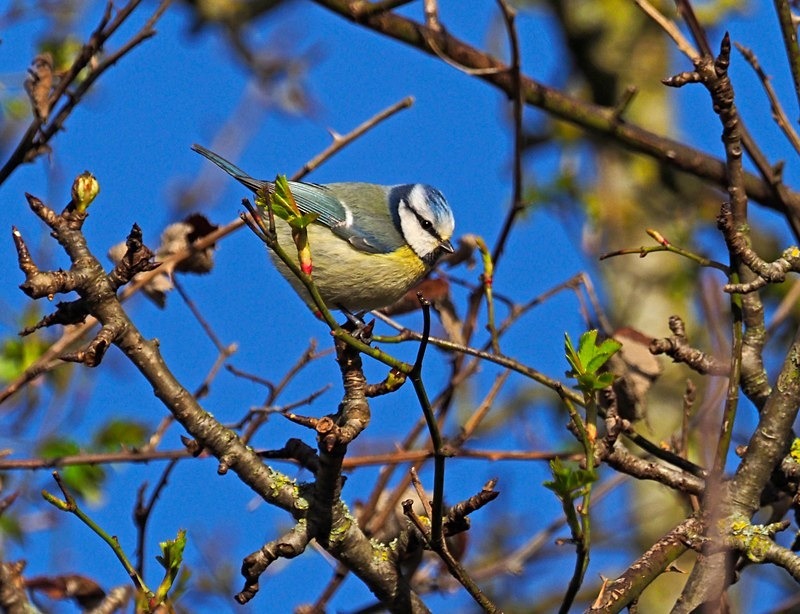 Blue Tit - Tits