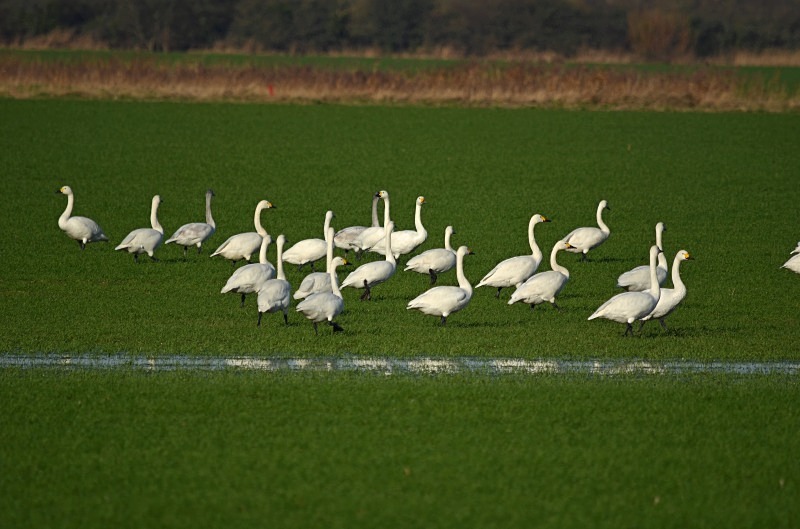 Bewick's Swan - Whooper and Bewick's Swans
