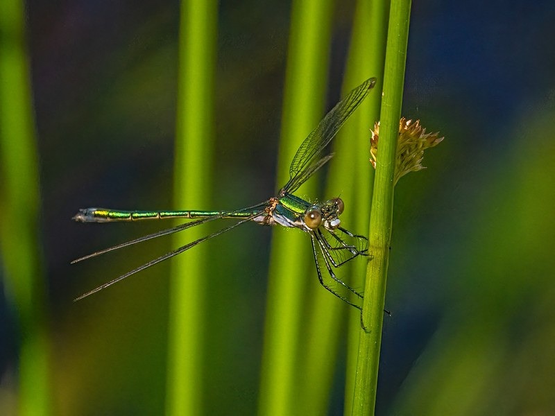 Emerald Damselfly - Dragonflies and damselflies