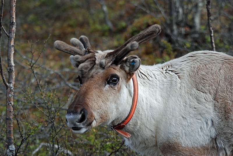 Reindeer - North Finland and north Norway - May and June 2009