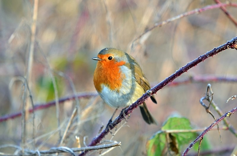 Robin - Robins