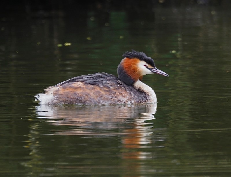 Great Crested Grebe - Grebes