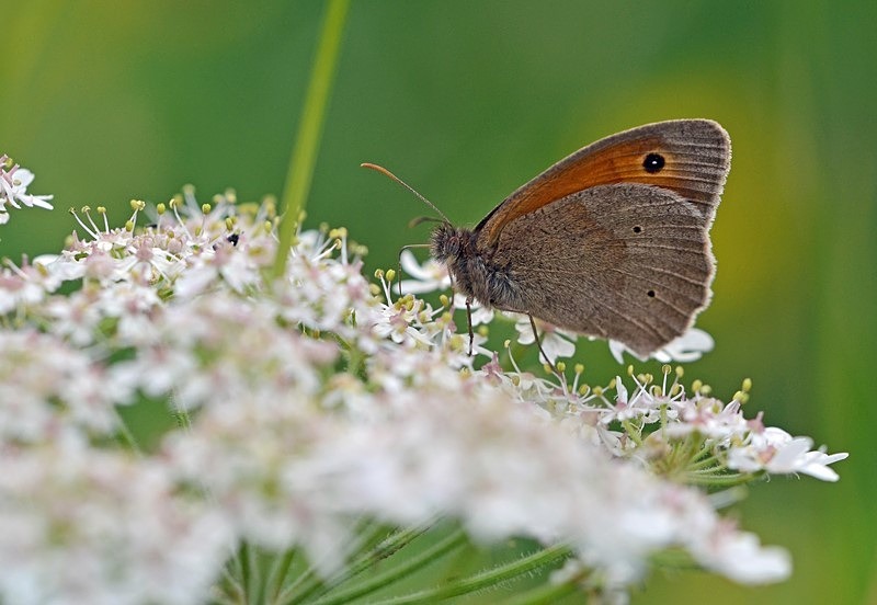 Meadow Brown - Butterflies